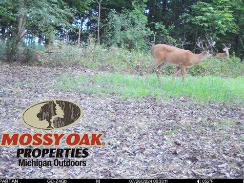 40 Acres Vestaburg Mi, Montcalm : Vestaburg : Montcalm County : Michigan