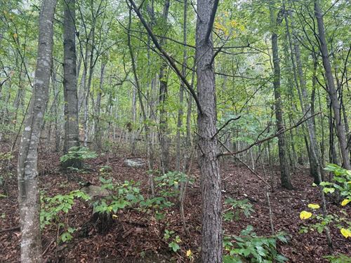 42.14 Acres Off The Grid Wooded : Palmer : Grundy County : Tennessee
