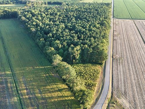 25 AC Timber & Hunting Land in NC : Belhaven : Beaufort County : North Carolina