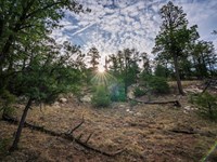 Mountain Property, Surveyed, Staked : Ramah : Cibola County : New Mexico