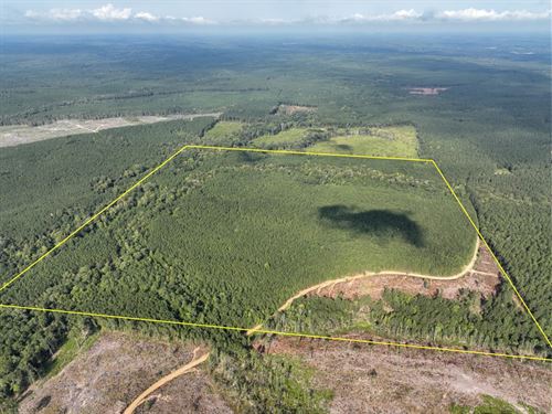 160 Acres, T-3, Big Hill Fire Tow : Robeline : Natchitoches Parish : Louisiana