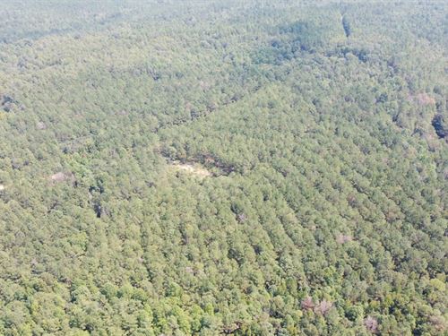 Millport 40 Acre Timber Tract : Millport : Lamar County : Alabama