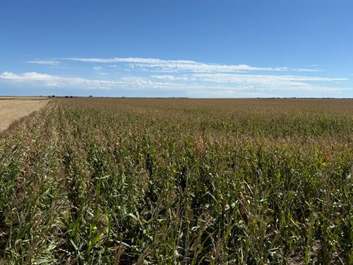 Yuma/Washington Dryland Auction : Yuma : Colorado