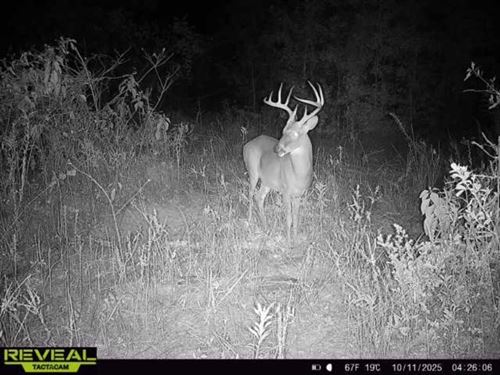 Brinson Airbase 67.6 Acres : Brinson : Decatur County : Georgia