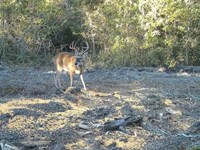 Brinson Airbase 67.6 Acres : Brinson : Decatur County : Georgia