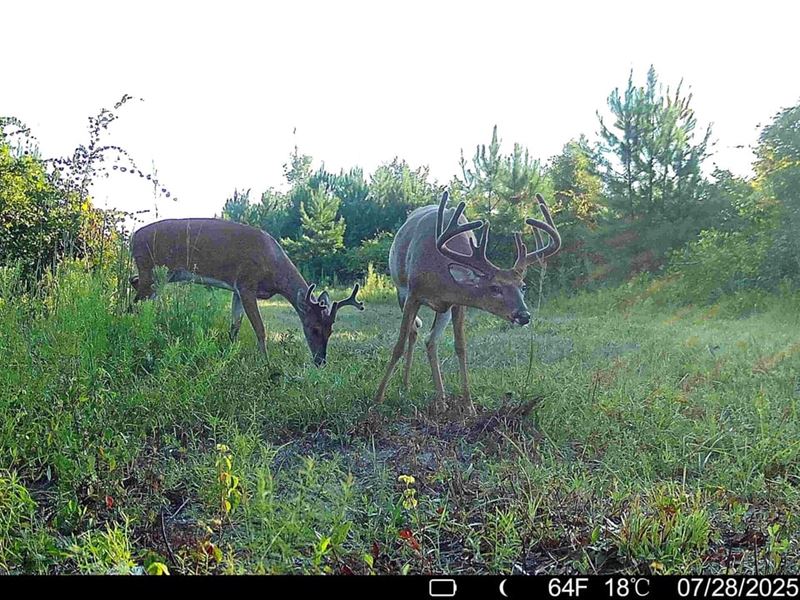 56.36 Ac Land for Sale Dodge Co : Eastman : Dodge County : Georgia
