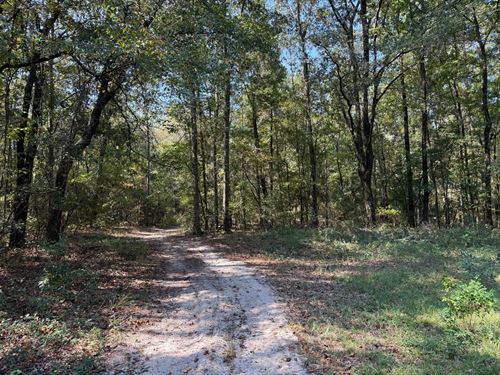 Great 96 Acre Hunting Tract in Barb : Clayton : Barbour County : Alabama