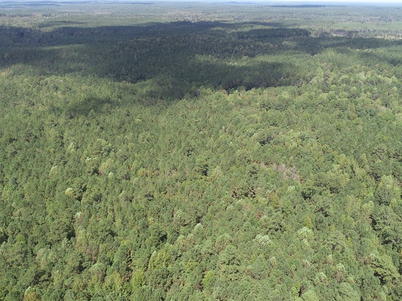81 Acres in Winston County, MS : Louisville : Winston County : Mississippi
