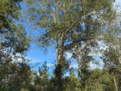 51.5 Acres In Scott County, MS : Conehatta : Scott County : Mississippi