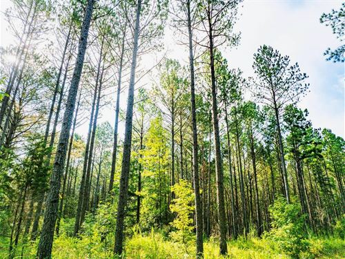 701 Acre Timber & Hunting Land Pren : Booneville : Prentiss County : Mississippi