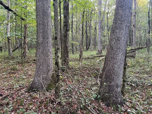 Ohiopyle's White Oak Haven : Ohiopyle : Fayette County : Pennsylvania