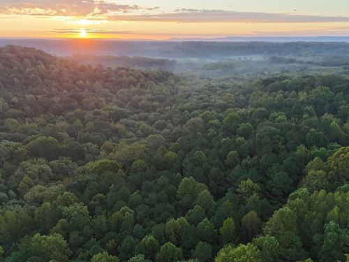 86 Acres Morgan County Homestea : Hartselle : Morgan County : Alabama