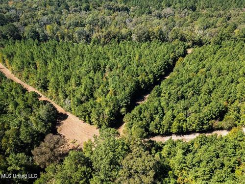 203 Acres In Smithdale Ms, Turnkey : Smithdale : Amite County : Mississippi