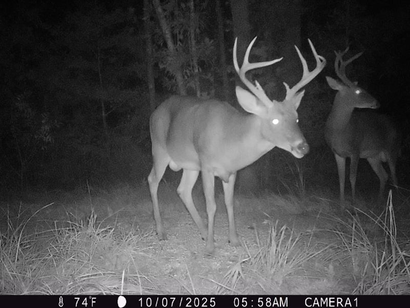 10-057 Gaston Tract : Georgiana : Butler County : Alabama