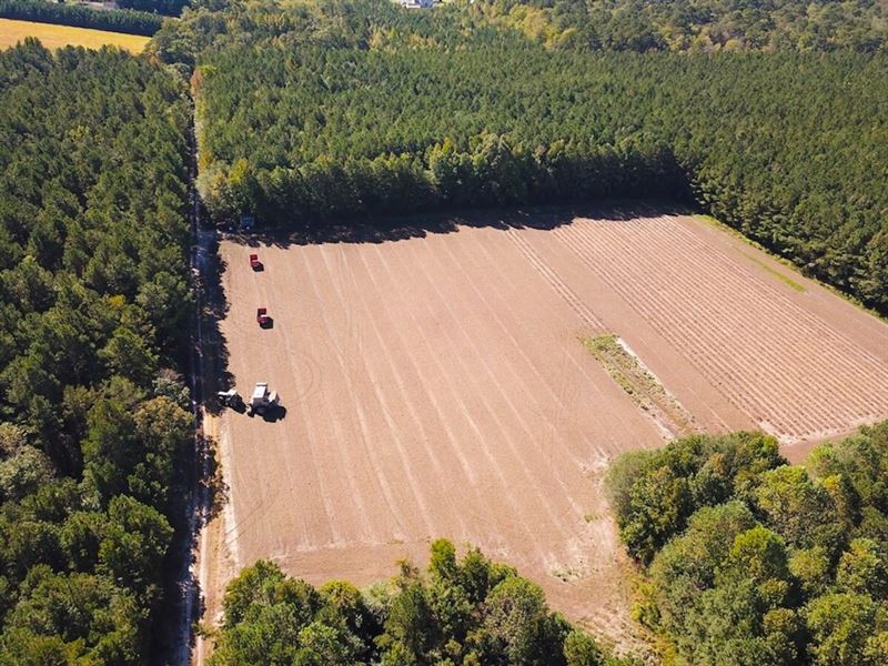 45 Acres of Farm and Hunting Land : Whaleyville : Suffolk County : Virginia