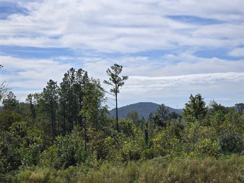 Big Wills Creek Tract : Dawson : DeKalb County : Alabama