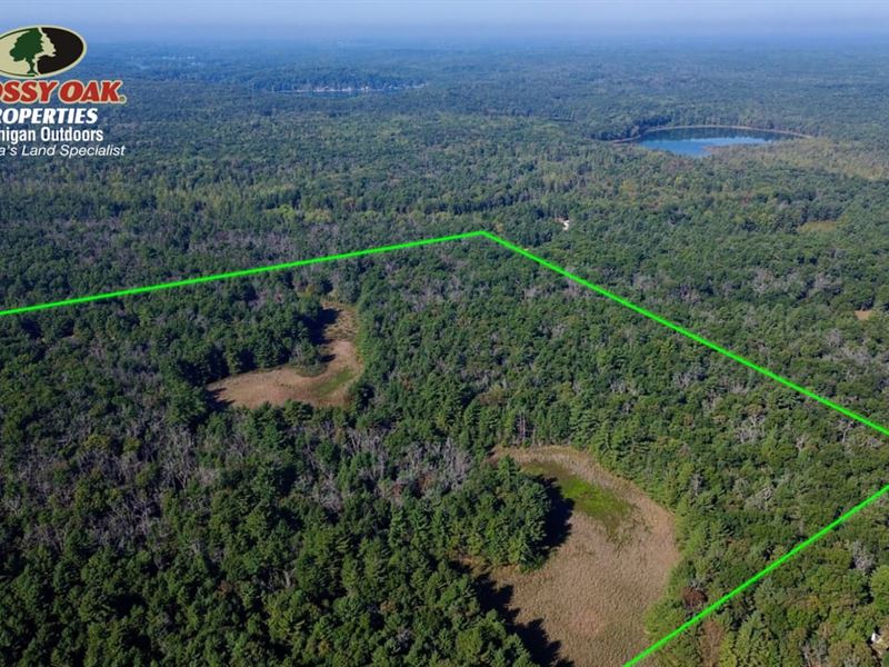 40 Acres / Newaygo County / Lan : Newaygo : Newaygo County : Michigan