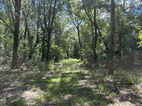Dungarven Oaks Lot 3 : Micanopy : Marion County : Florida