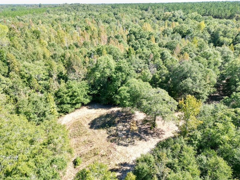 Hardwood Haven 43.8 Acres : Coleman : Randolph County : Georgia