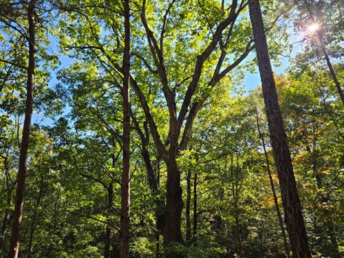 Terrapin Creek Tract : Piedmont : Calhoun County : Alabama