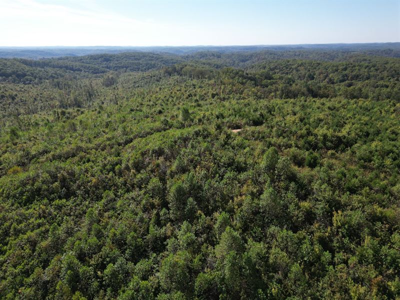 Wildcat Tract 110 : East Bernstandt : Laurel County : Kentucky