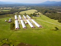 Arkansas Poultry Farm, 8 Mega Hses : Mansfield : Sebastian County : Arkansas