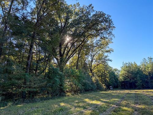 Pike Co 133 Acres Next to Lockheed : Troy : Pike County : Alabama