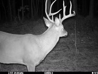 Bankhead National Forest 78 : Moulton : Lawrence County : Alabama