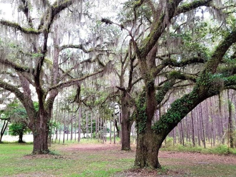 Potential Commercial 12 AC Taylor : Perry : Taylor County : Florida