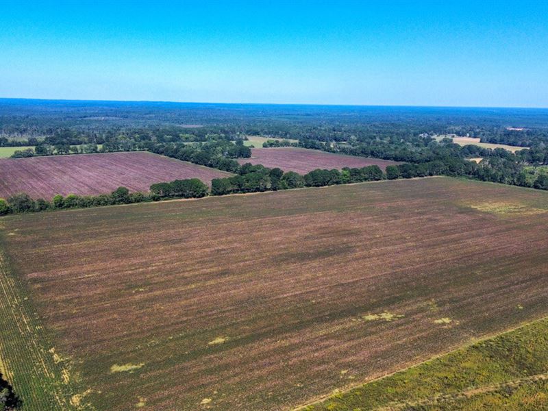 Excel Row Crop Farm & Hunting : Excel : Monroe County : Alabama