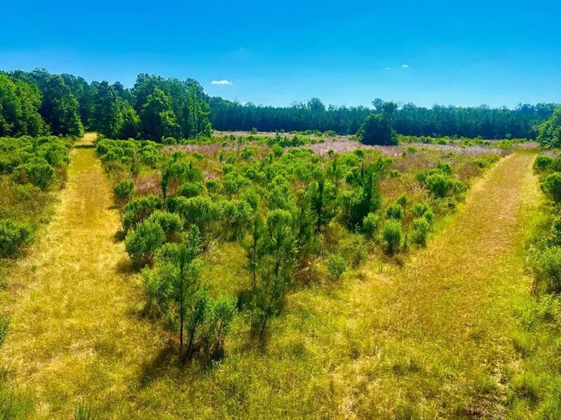 167 Acres Near Gloster, Mississippi : Gloster : Amite County : Mississippi