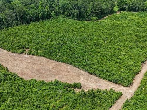 Small Hunting Tract For Sale in Ami : Liberty : Amite County : Mississippi