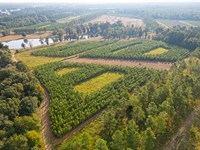 Bird Dawg Farms : Warwick : Worth County : Georgia