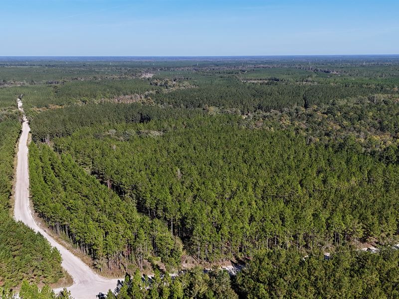 Pine Haven Plantation, 197 Acres : Folkston : Charlton County : Georgia