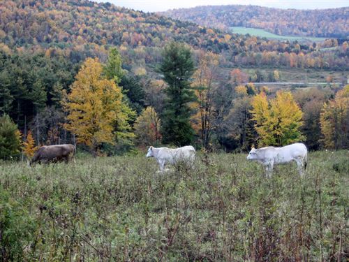 Old Farmhouse,Ponds, Organic : Unadilla : Delaware County : New York