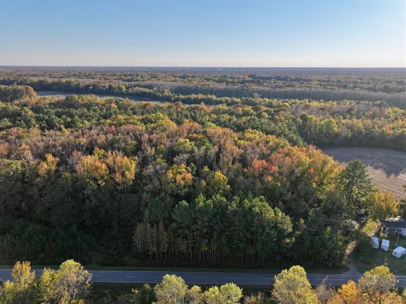 16.5 Acres of Recreational Timberla : Windsor : Bertie County : North Carolina