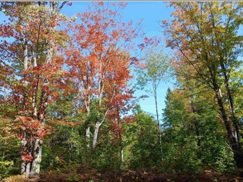 224 Acres with a Creek : South Range : Houghton County : Michigan