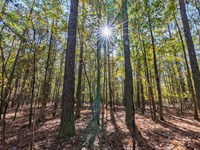 Wilson Lane Tract : Arnoldsville : Oglethorpe County : Georgia