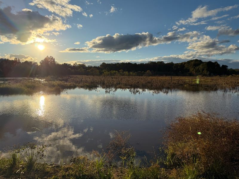 Horn of Plenty : Clio : Barbour County : Alabama