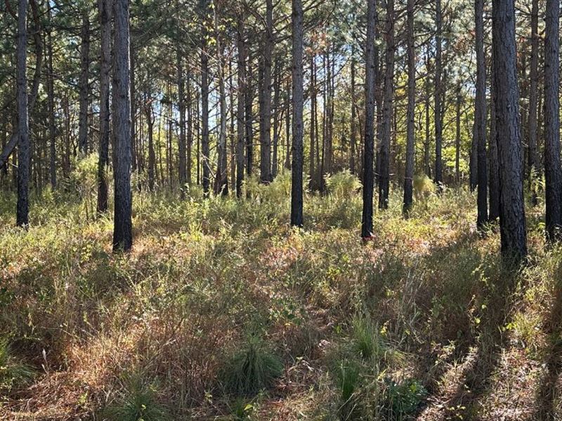 Moccasin Bay : Sylvania : Screven County : Georgia