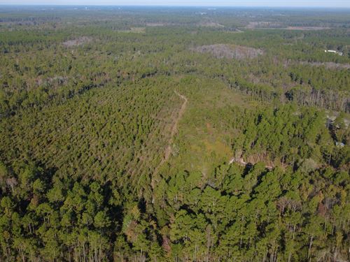 Tatum Creek Reserve : Homerville : Clinch County : Georgia