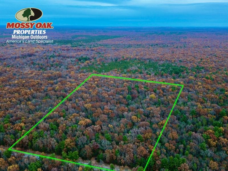 20 Acre Retreat / Manistee Coun : Free Soil : Manistee County : Michigan