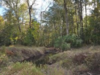 15.79 Acres North of Kirbyville, TX : Kirbyville : Jasper County : Texas