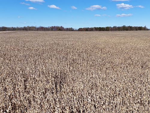 Land Auction, Hillsdale Co, MI : Ransom : Hillsdale County : Michigan