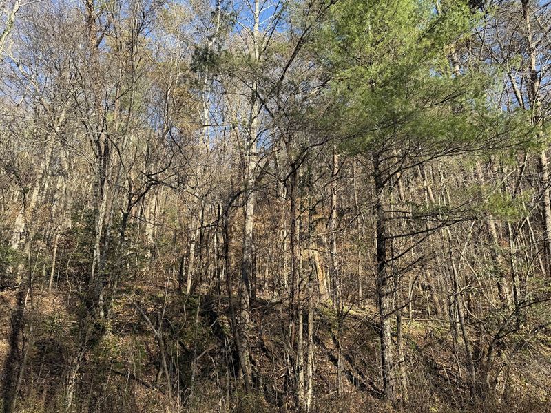 35.6 Acres in Ellijay, GA : Ellijay : Gilmer County : Georgia