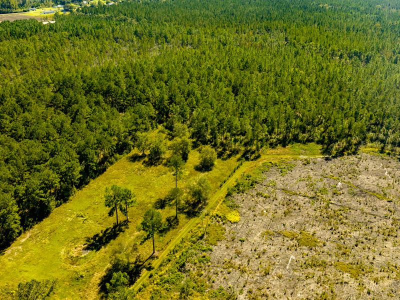 Bay Branch Pines : Claxton : Evans County : Georgia