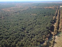 733 Acres of Timberland in VA Beach : Currituck : North Carolina