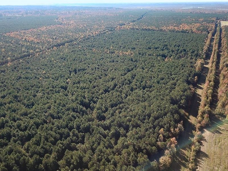 733 Acres of Timberland in VA Beach : Currituck : Currituck County : North Carolina