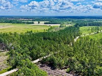 32 Acres of Timber & Wildlife : Odum : Wayne County : Georgia