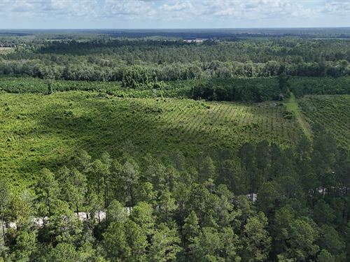 Little Satilla Headwaters Retreat : Odum : Wayne County : Georgia